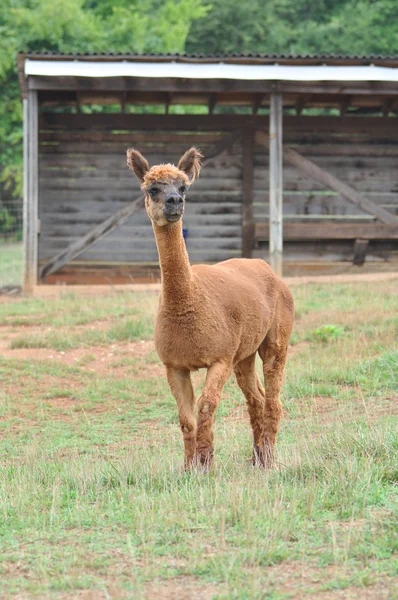 Gedomesticeerde Alpaca 's — Stockfoto