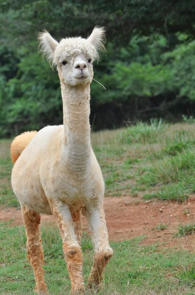 Gedomesticeerde Alpaca 's — Stockfoto