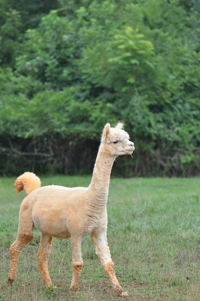 Alpaca domestico — Foto Stock