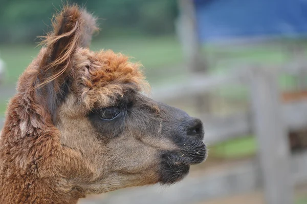 Gedomesticeerde Alpaca 's — Stockfoto