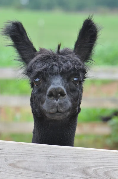 Gedomesticeerde Alpaca 's — Stockfoto