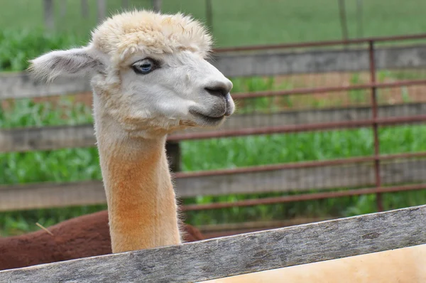 Gedomesticeerde Alpaca 's — Stockfoto