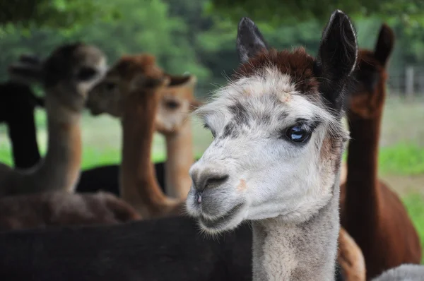 Alpacas domesticados — Fotografia de Stock