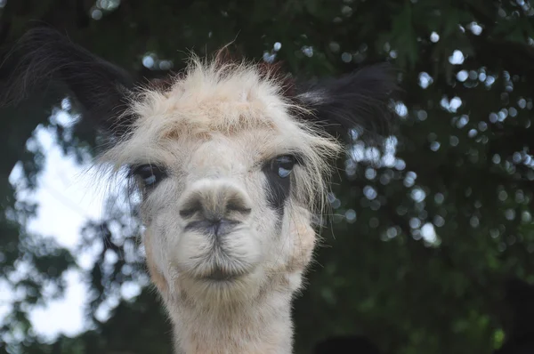 Gedomesticeerde Alpaca 's — Stockfoto