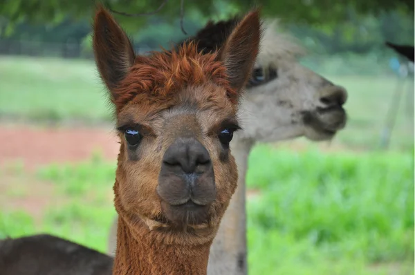 Alpacas domesticados — Fotografia de Stock