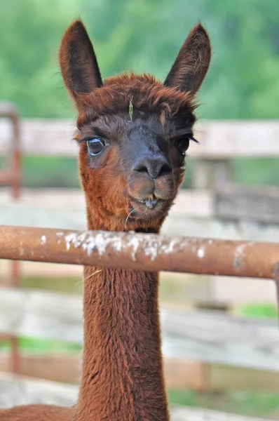 Domesticerade alpackor — Stockfoto