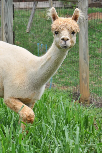Gedomesticeerde Alpaca 's — Stockfoto