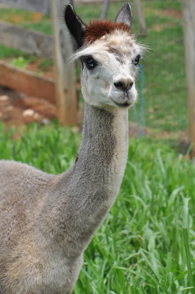 Gedomesticeerde Alpaca 's — Stockfoto