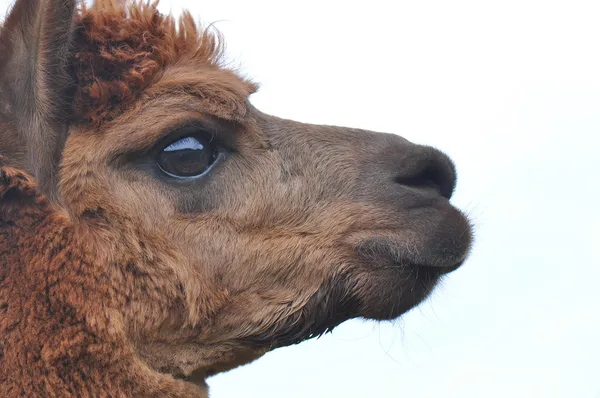 Domesticated Alpacas Royalty Free Stock Images