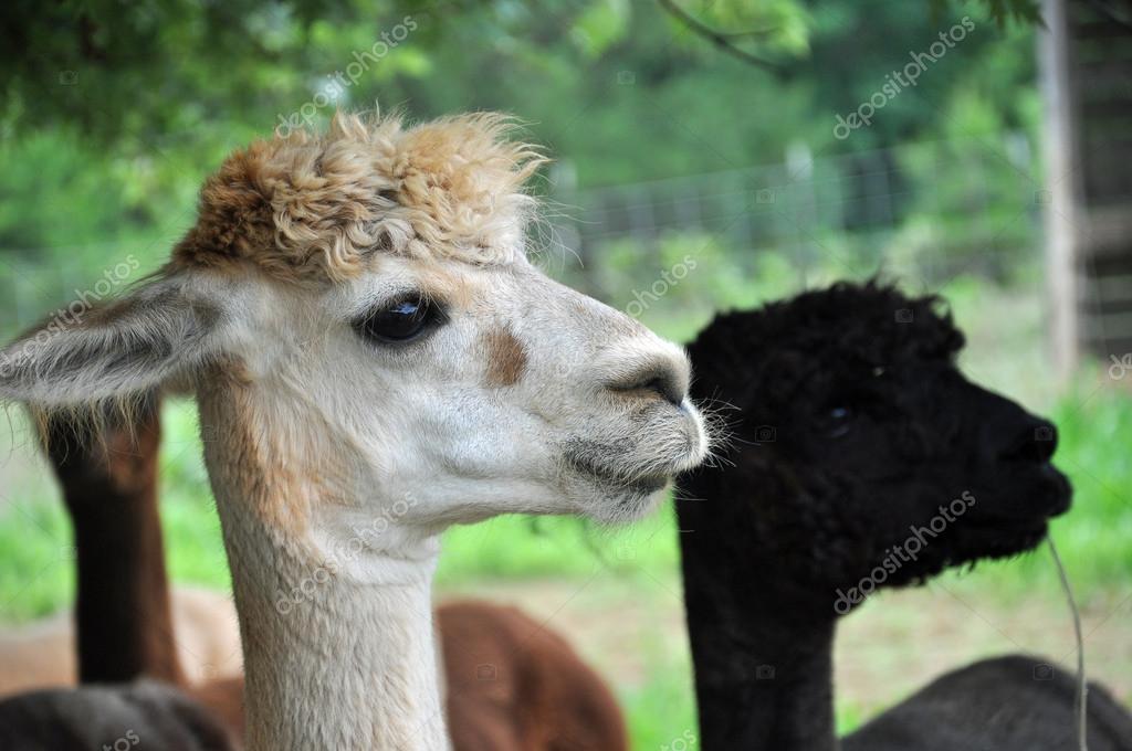 Domesticated Alpacas Stock Photo by ©ejkrouse 50634015