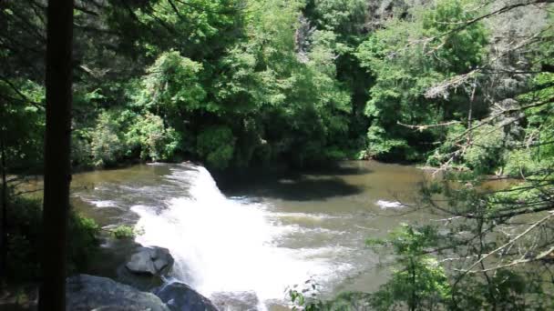 Fahişe falls, dupont devlet orman — Stok video