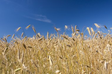 tahıl tarlası ve mavi gökyüzü