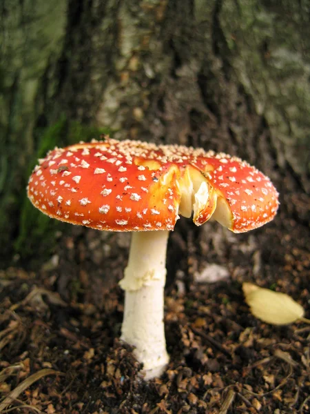 Flyagaric — Stockfoto