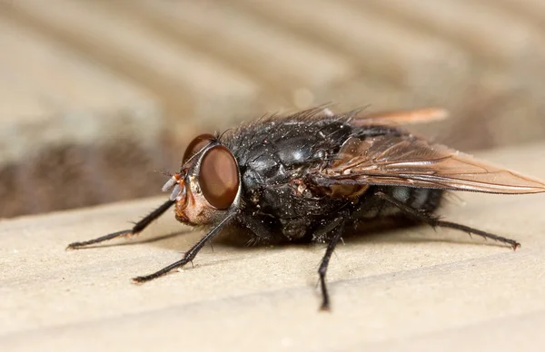 Fat House-Fly — Stock Photo, Image