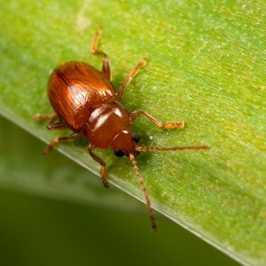 Yaprağın üzerindeki kırmızı böcek