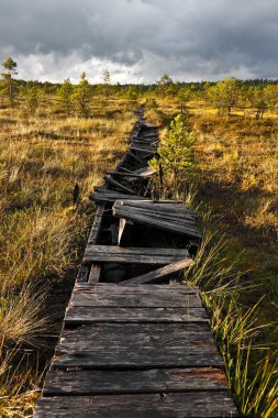Estonya'da bir bataklık kırık yürüme yolu