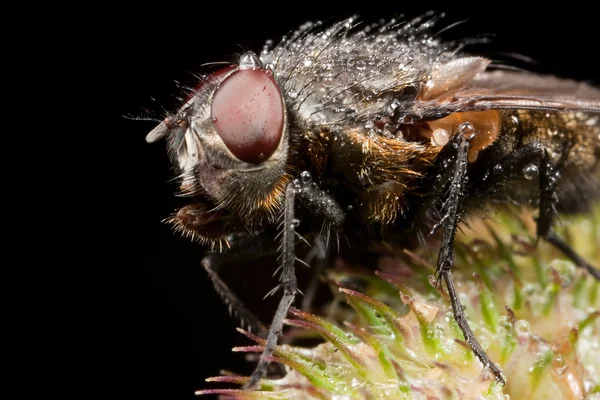 Домовая муха — стоковое фото