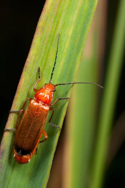 Insecto rojo en una hoja — Foto de Stock