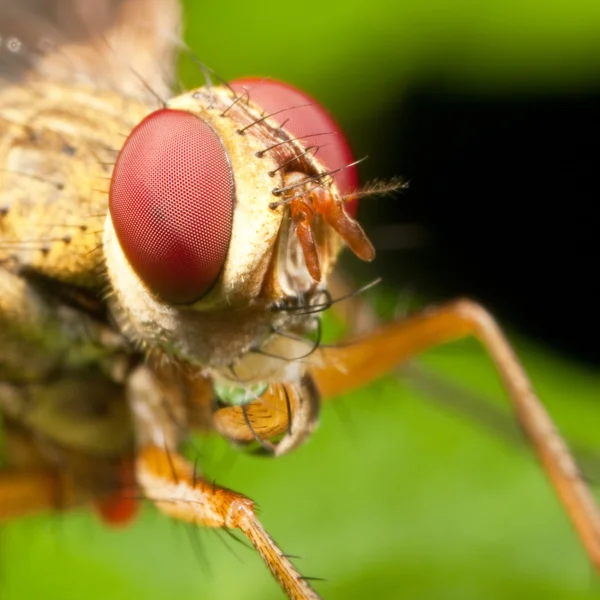 Bubbling fly on a green leaf — Stock Photo, Image