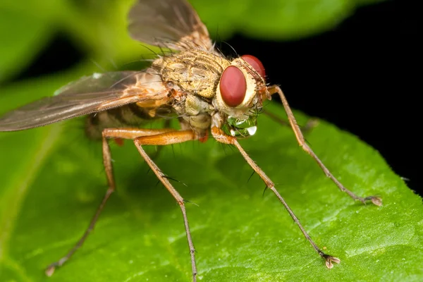 La mosca burbujeante en una hoja verde — Foto de Stock