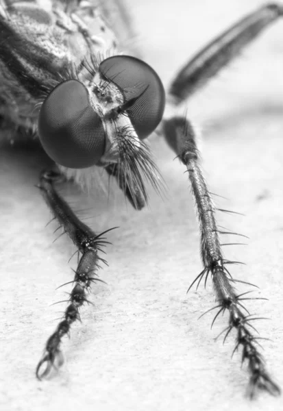 Νεκρό μύγα — Φωτογραφία Αρχείου