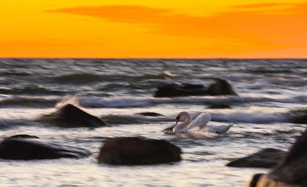 Cygne entre les rochers dans la mer orageuse au coucher du soleil doré — Photo