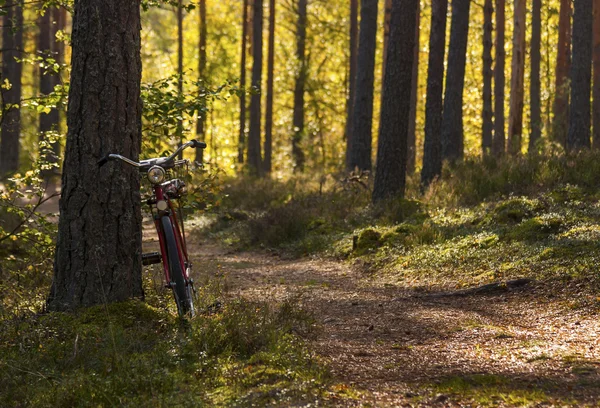 Kerékpár, erdő, akire a kőzeten bal — Stock Fotó