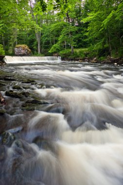 Yeşil orman içinde akan dere