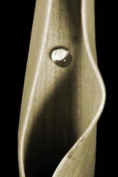 Bolha de água na folha de planta redonda — Fotografia de Stock