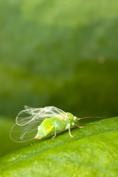 Pequeño insecto verde con alas transparentes en una hoja de planta verde — Foto de Stock