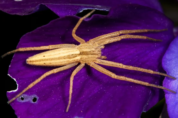 Büyük sarı veya kahverengi örümcek üzerindeki mor çiçek yaprak — Stok fotoğraf