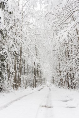 ormandaki karlı yol