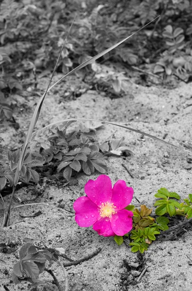 Розовый бриер или цветок собачьей розы и зеленые листья — стоковое фото