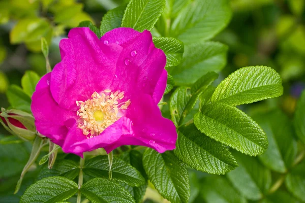 Brier różowe lub psa róży kwiat i zielonych liści — Zdjęcie stockowe