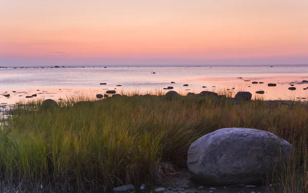 Bick steen tussen reed in de buurt van zee bij gouden of roze zonsondergang — Stockfoto