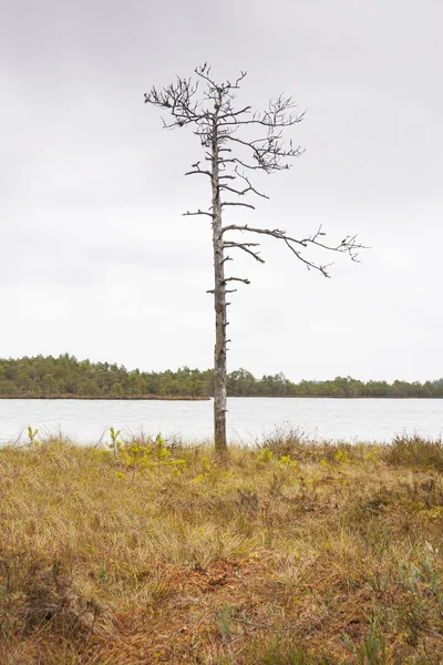 Marsh göl kenarındaki tek çıplak ağaca — Stok fotoğraf