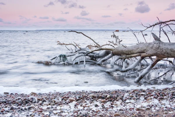 Umgestürzter Baum im Meer bei Sonnenuntergang — Stockfoto