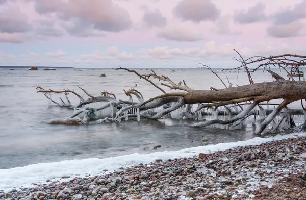 Падшее дерево в море на закате — стоковое фото