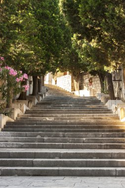 Ağaçların altında merdiven