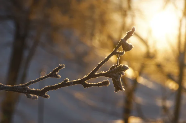 Gefrierender Ast vor gelber Sonne — Stockfoto