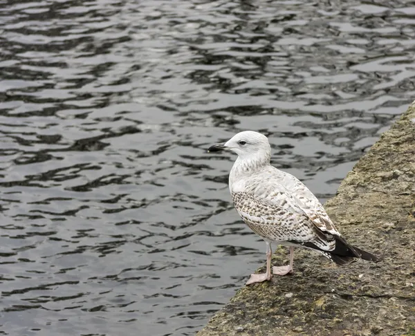 Mouette debout sur un rocher près de l'eau — Photo