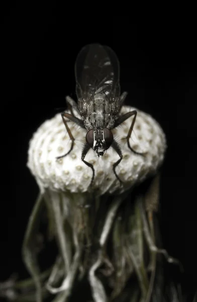 Fly on dead dandelion — Stock Photo, Image