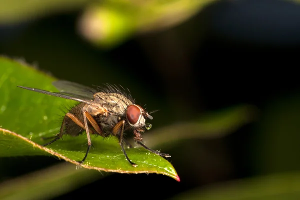 Домашняя муха на зеленом листке растения — стоковое фото