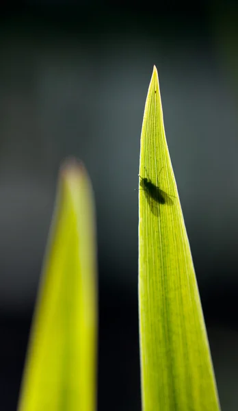 Vliegen op groene plant blad — Stockfoto