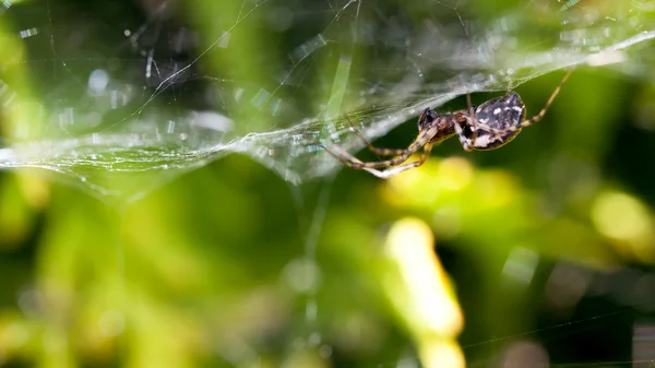 Örümcek ve web üzerinde — Stok fotoğraf