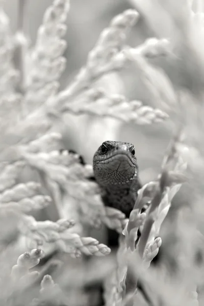 Lagarto vivíparo — Fotografia de Stock