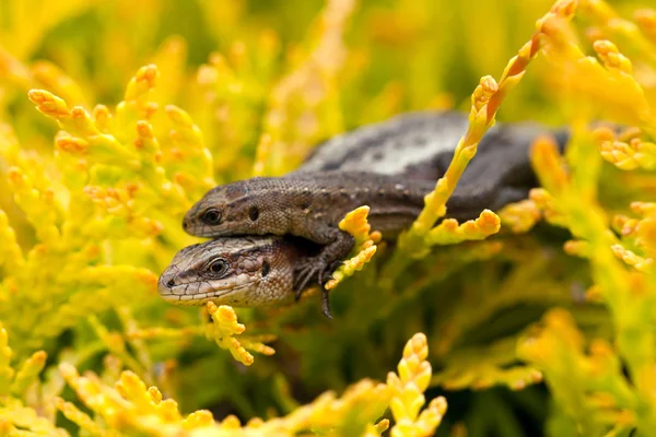 Lézard vivipare bébé et parent — Photo