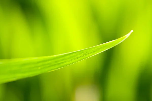 Grönt blad — Stockfoto