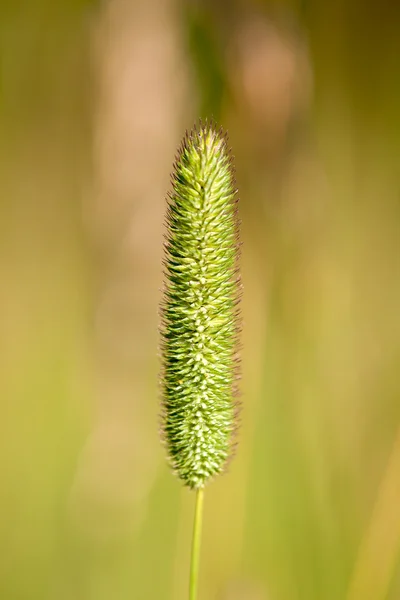 Tofs av halm — Stockfoto