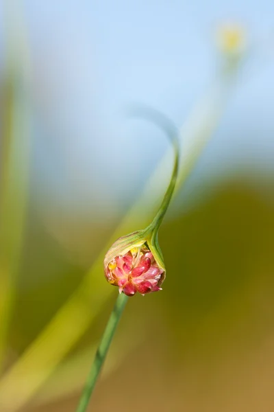 Blossom of garlic — Stock Photo, Image